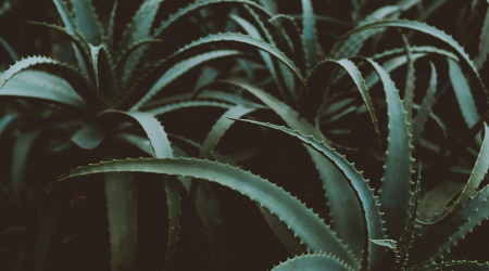 Aloe Pflanze